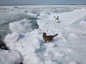 Cats on Ice - Spring Thaw in Iceberg Alley