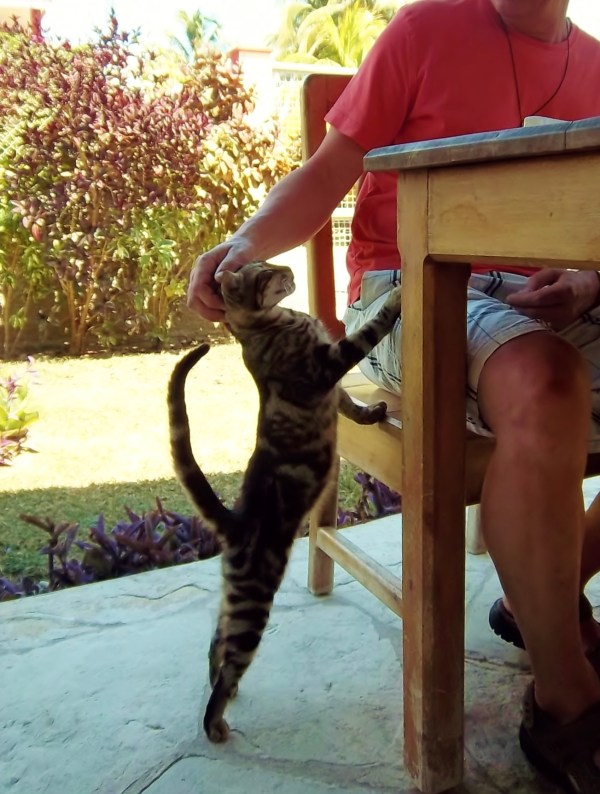 The Cat Whisperer (sounds much better than p#ssy magnet ;) )