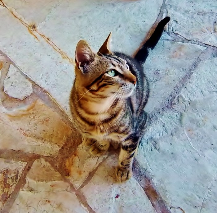 This gorgeous boy belongs to the restaurant's next door neighbour.