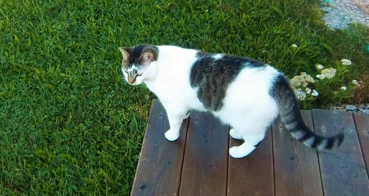 Vivian is bright-eyed and bushy-tailed.