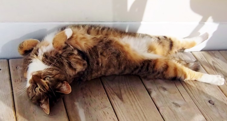 Maisie is looking for a belly rub.