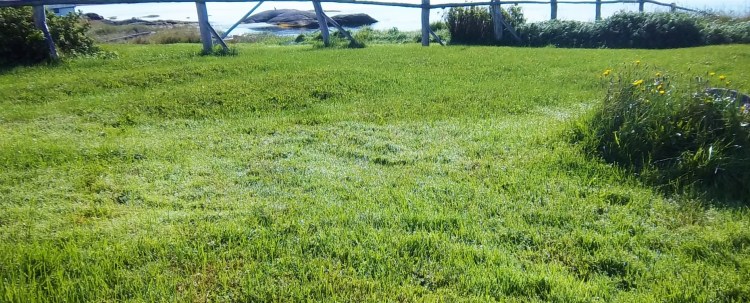 The grass is still glistening with dew.