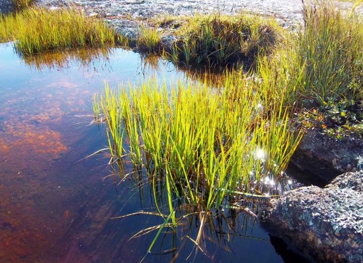The "Rock Cove", where rainwater collects