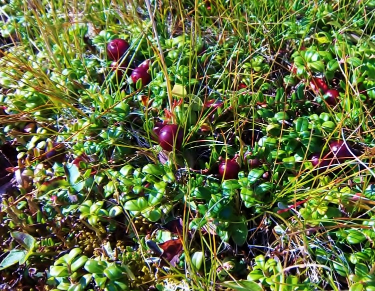 The patridgeberries are ripening, on schedule for picking next month.