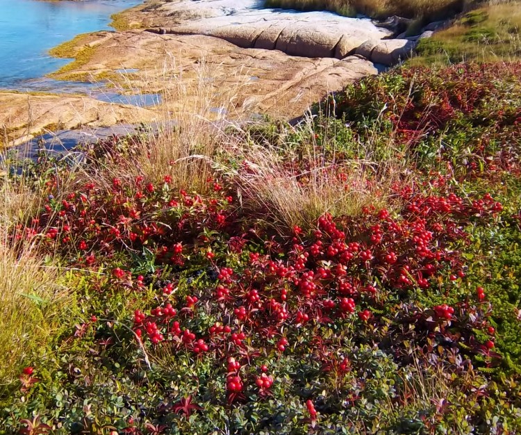 I don't know what kind these are. Do you? 