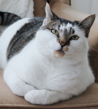 Our cat Vivian lounging in a chair