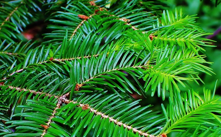 Evergreens, Garden Cove, NL