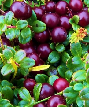 Partridgeberries on the Point