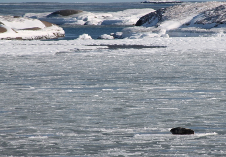 harp seal on ice