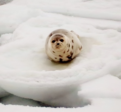 harp seal