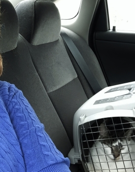 Jennifer stayed in the back seat with me, so I stopped crying. An hour and a half is a long drive for a kitty.
