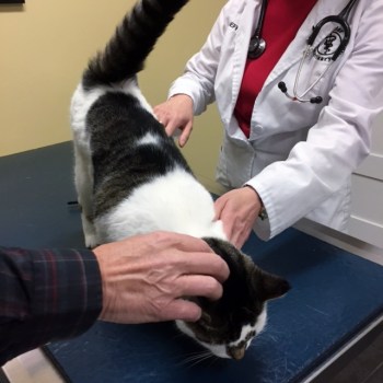 In spite of my allergy, the vet said I was very healthy for my age. :)