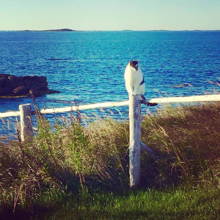 Cat hunting for rodents