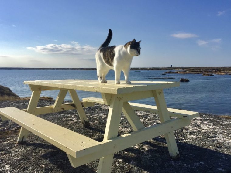 cat on picnic table Perry's Point