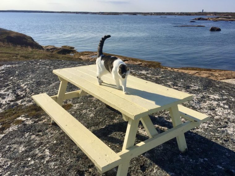 Cat on a picnic table